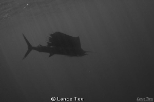 Silhouette of Sailfish by Lance Teo 